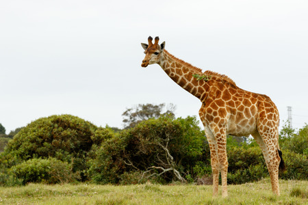 Giraffe standing in the field with a leaf stuck on his neck.の写真素材