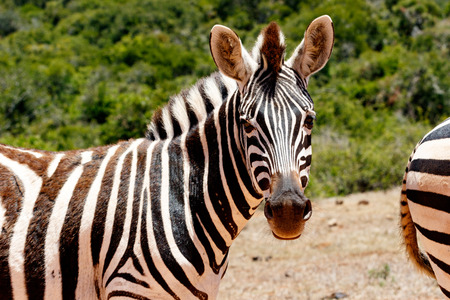 Zebra looking at what you are doing.の写真素材