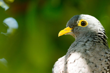 Green background with Grey bird.の写真素材