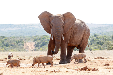 Bush Elephant chasing the warthogs at the dam.の写真素材