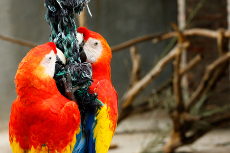Parrots clinging on a rope with their beaks.の写真素材