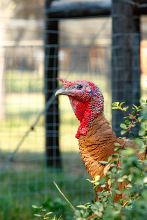 Turkey standing behind the bushes and looking to the other side