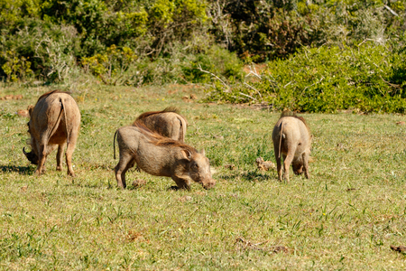 Warthogs gathering together in a circle to eat grass in the fieldの写真素材