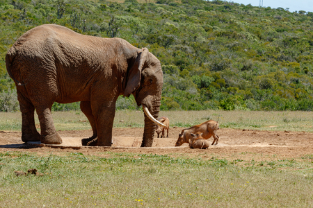 The Elephant and warthogs drinking water at the watering holeの写真素材