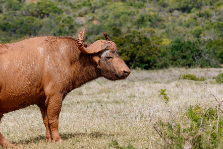 Buffalo standing full of mud in the fieldの写真素材