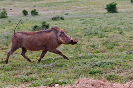 Warthog running wild in the grass in the fieldの写真素材