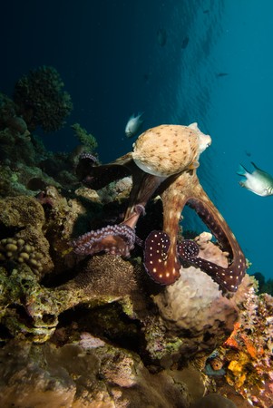 Reef octopus (Octopus cyaneus) foraging on the coral reef in the early morning. Red Sea, Egyptの写真素材