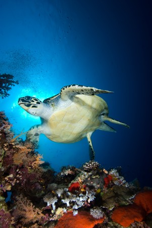 Hawksbill turtle (eretmochelys imbricata), endangered, swimming over the coral reef in the early morning. Red Sea, Egypt.の写真素材