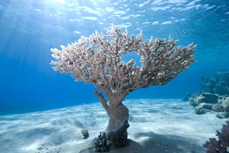 Wide angle view of a single Table Coral (Acropora pharaonis) on the sandy ocean floor with blue background and sunbeams. Ras Mohammed National Park Red Sea, Egypt.の写真素材