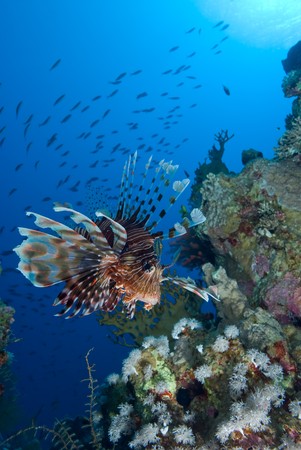 Common lionfish (Pterois miles), low wide angle view  of one adult over coral reef. Gulf of Aqaba, Red Sea, Egypt.の写真素材