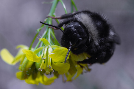 bumble bee on a flowerの写真素材