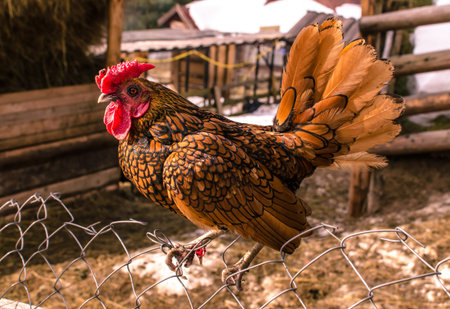 UKRAINE - February 2017: Brightly colored young cock sitting on a fence in a bird's yardの写真素材