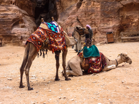 PETRA, JORDAN, NOVEMBER 25, 2011: On the foreground - two having a rest camels, concealed by bright national horse-cloths and expecting driver. In the background - pink rockのeditorial素材