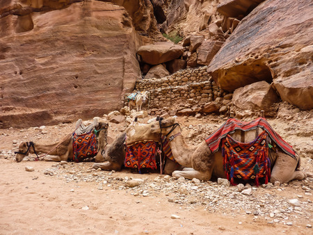 PETRA, JORDAN, NOVEMBER 25, 2011: on a foreground - three camels lying in a row on sand, in the background - pink stones with a curlicue and little, standing donkeyのeditorial素材