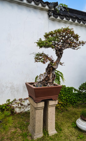 SUZHOU, CHINA - October 23rd, 2013: Bonsai tree in Humble Administrator's Garden, Chinese garden located in the Suzhou, a UNESCO World Heritage Site.のeditorial素材