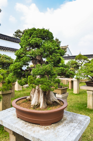 SUZHOU, CHINA - October 23rd, 2013: Bonsai tree in Humble Administrator's Garden, Chinese garden located in the Suzhou, a UNESCO World Heritage Site.のeditorial素材