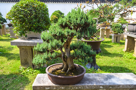 SUZHOU, CHINA - October 23rd, 2013: Bonsai tree in Humble Administrator's Garden, Chinese garden located in the Suzhou, a UNESCO World Heritage Site.のeditorial素材