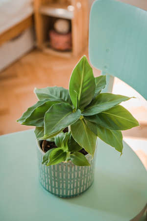 Musa tropicana, dwarf cavendish banana plant, new green shoots, indoorの写真素材