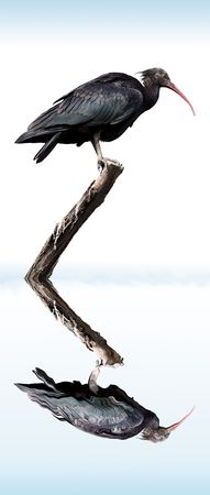 bald ibisの写真素材