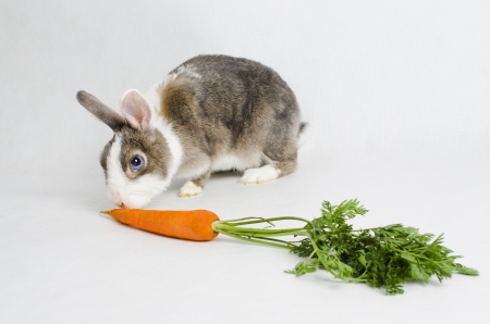 rabbit eating carrotの写真素材