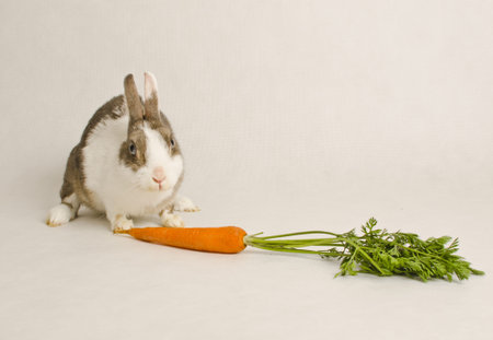 rabbit and carrotの写真素材