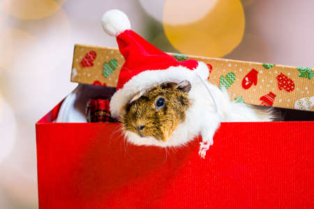 Guinea pig with red Santa Claus hat on the christmas gift on light gray backgroundの写真素材