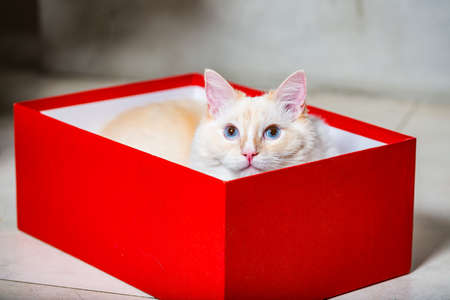 Light ragdoll cat with big blue eyes hiding in red Christmas gift boxの写真素材