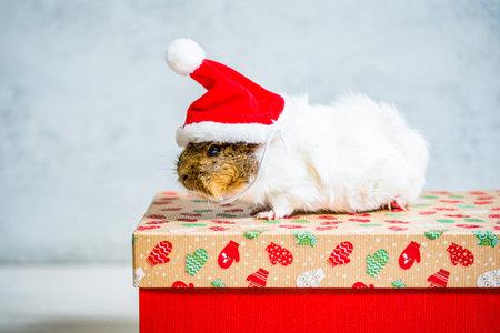 Guinea pig with red Santa Claus hat on the christmas gift on light gray background