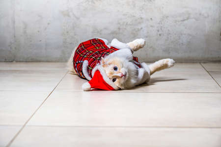 Fluffy ragdoll cat with blue eyes in santas hat and housecoat lying on the floorの写真素材