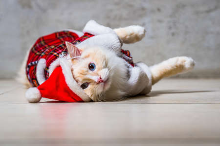 Fluffy ragdoll cat with blue eyes in santas hat and housecoat lying on the floorの写真素材