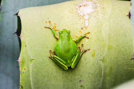 European tree frog - beautiful green frog on the leaf of agaveの写真素材