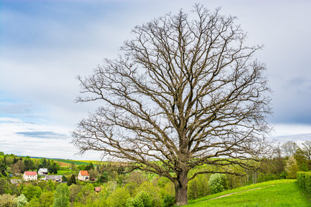 Kuks, Czech republic - May 15, 2021. Single tree without leaves in Spring above village by hospital