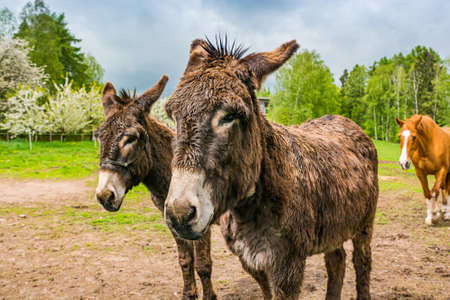 Two brown donkeys in Spring meadow in Czech republicの写真素材
