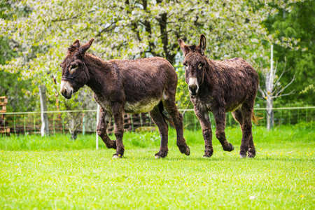 Two brown donkeys in Spring meadow in Czech republicの写真素材