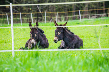 Two brown donkeys in Spring meadow in Czech republicの写真素材