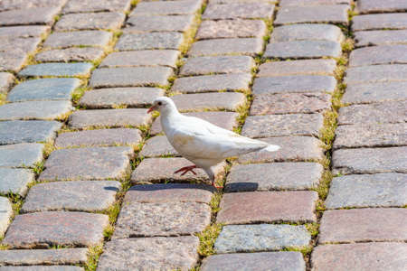 Poznan, Poland - August 09, 2021. White dove walking on cobble stones in main squareの写真素材
