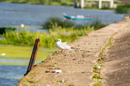Wloclawek, Poland - August 11, 2021. Black-headed gull by Vistula river in Summerのeditorial素材