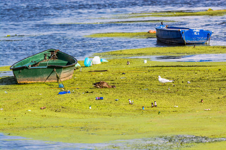Wloclawek, Poland - August 11, 2021. Water birds on the water between trash and green grass