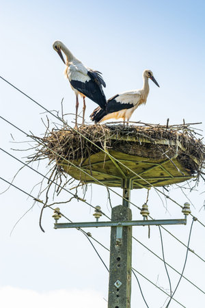 Bird nest with storks on power line in Summer