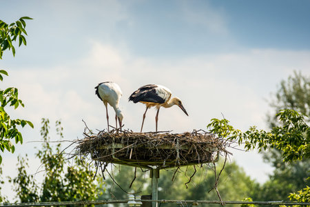Bird nest with storks on power line in Summer