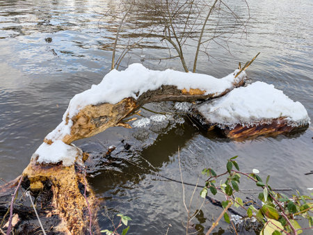 Tree bitten off by beaver in Winter in Vltava river in Prague, Czech republicの写真素材