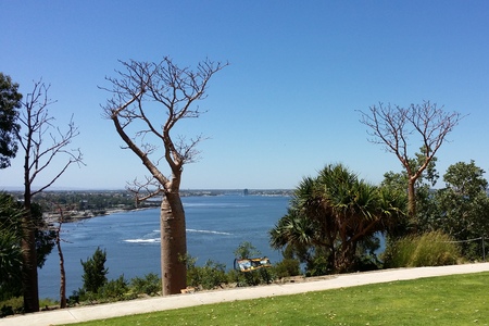 Boab trees in Kings Parkの写真素材