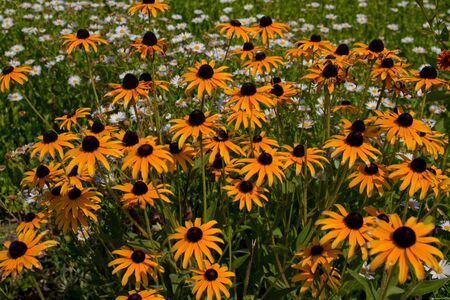 Summer floral background from bright yellow rudbeckia flowers, Asteraceae family. These flowers also called Black-eyed Susanの写真素材
