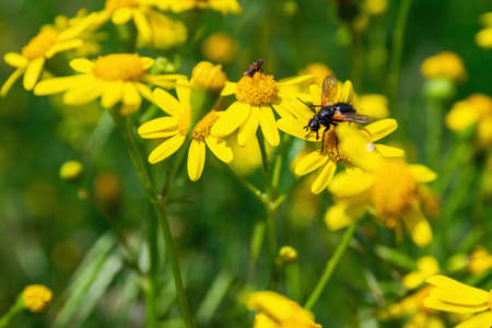 Fly on a yellow flowerの写真素材