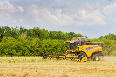Combine harvester working on a field on sunny summer day with blue sky. Agriculture