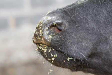Nose and mouth of black buffalo in a hay. Close-upの写真素材