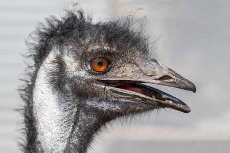 Ostrich portrait with orange eyes. Closeup, selective focus