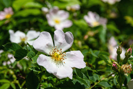 Closeup of a summer Dog-Rose flowerの写真素材