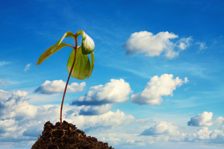 Growth or new life concept. Young green sprout in springtime growing out from soil on blue sky...