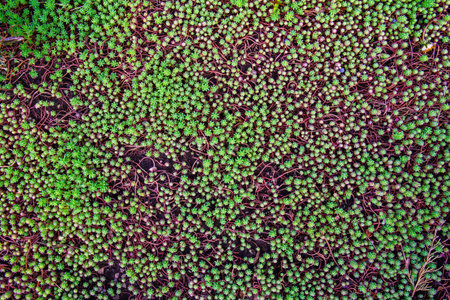 Green leaves wall background.の写真素材